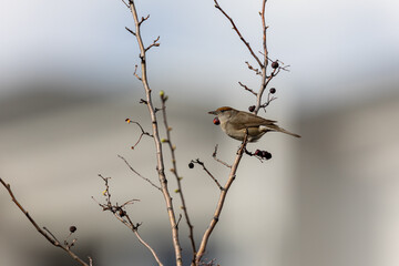 black-headed warbler on a branch