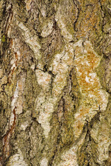bark of a tree