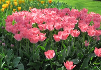 Pink Tulips Display in Keukenhof, Holland