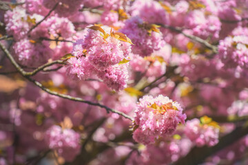Blooming flowers of the Japanese tree Sakura.