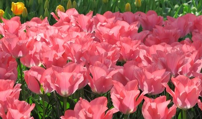 Pink Tulips in Keukenhof, Holland
