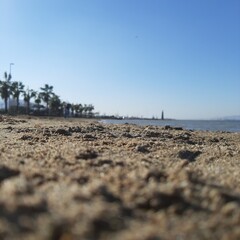 Sandy Beach in Summer with Trees