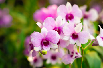 Naklejka na ściany i meble Orchid flower in orchid garden at winter or spring day. Orchid flower for postcard beauty and agriculture design. Beautiful orchid flower in garden, in full bloom in farm, on green nature blur backgro