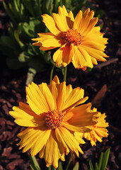 Summer daisies in the setting sun