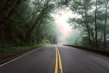 Fototapeta premium Road in the forest surrounded by fog