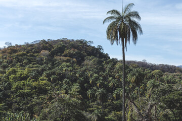 Fototapeta na wymiar Palm tree forest in center part of Brazil - Minas Gerais. Serra do Cipó. Travel destination