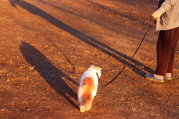 帰路.夕焼けと、ペットの散歩