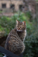 Naklejka na ściany i meble The sad cat in the garden in the Rome