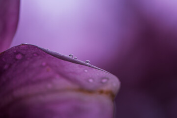 water drops on pink flower