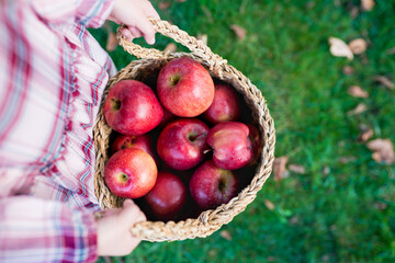 Top view of child girl hands holding wicker basket with fresh organic red apples in orchard. Harvesting or picking ripe fruits in the garden. Selective focus