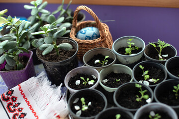 Seedlings of flowers in plastic pots. Prepare for spring planting season in garden.
