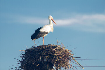 white stork in the nest