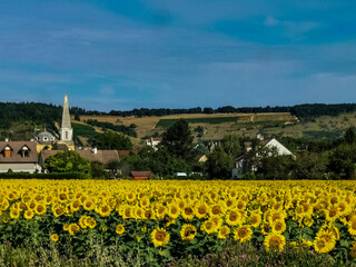 field of sunflowers in the country near a village