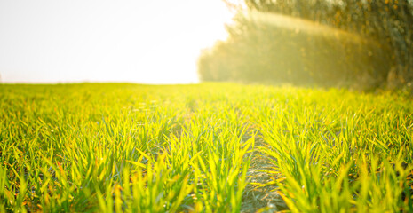 Fototapeta na wymiar Young wheat seedlings growing on field in black soil. Spring green wheat grows in soil. Close up on sprouting rye on agriculture field in sunny day. Sprouts of rye. Agriculture.