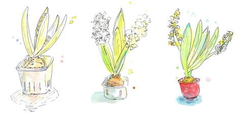 Watercolor drawing of three flowering hyacinths in pots on a white background