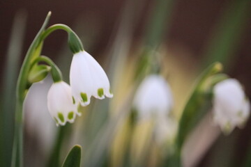 Fototapeta premium スズラン