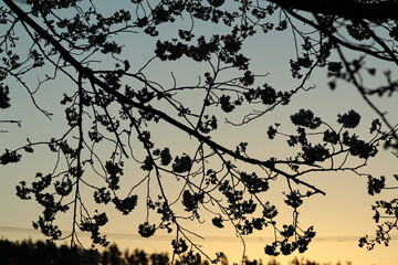 桜の影と朝の日光浴