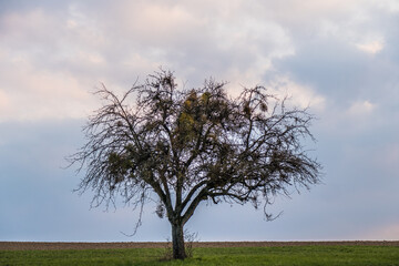 Obraz premium Obstbaum mit vielen Misteln im Frühjahr