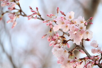 ピンクの花、桜　