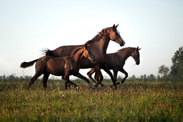 Fototapeta na wymiar Herd of don horses including mare and foals running free in the green summer pasture in the early morning. Horses in natural motion.