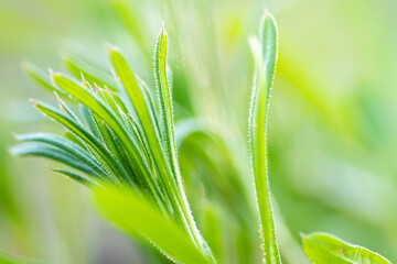 Galium aparine cleavers, in basket on wooden table. plant is used in ayurveda and traditional medicine for poultice. grip grass Plant stalks close-up In spring