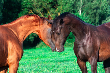Fototapeta na wymiar Two young stallions , chestnut ann black color, communicating with each other in hot summer day in green pasture.