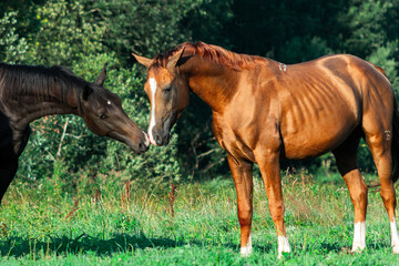 Two young stallions , chestnut ann black color, communicating with each other in hot summer day in green pasture.