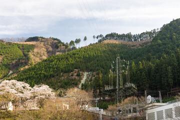 Obraz premium (東京都ｰ風景)御岳渓谷のさくら風景９
