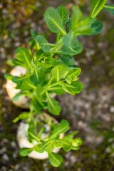 Sprouted rotten white cabbage. Decor from natural products. Young sprouts of white cabbage grew right on swing. Still life of vegetables. Zero-waste
