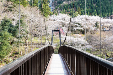 (東京都ｰ風景)杣の小橋から見る御岳苑地の桜２