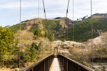Fototapeta na wymiar (東京都ｰ風景)杣の小橋から見る御岳苑地の桜３