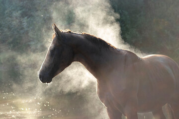 Chestnut don breed young stallion with instanding free in the hot summer day in water around vapor and black smoke. Animal portrait.