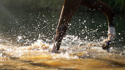 Horse crossing the water in trot in sunny summer day. Close up of front legs and small detailed splashes around.