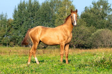 Obraz premium Light chestnut don breed young colt with moon shaped white blaze on head in the green summer pasture alone.