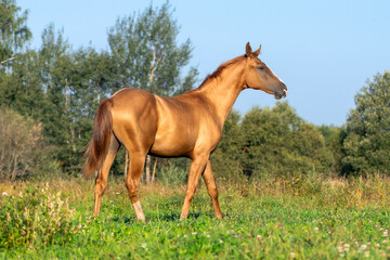 Naklejka na ściany i meble Light chestnut don breed young colt with moon shaped white blaze on head in the green summer pasture alone.