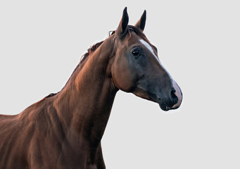 Chesnut don breed stallion portrait isolated on dull grey background.