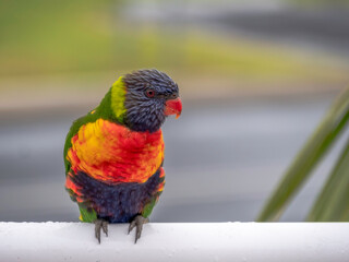 Lorikeet On Side