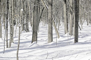 Black and white birch and aspen trees make a natural background texture pattern in forest landscape...