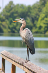 Great Blue Heron Standing on Bannister