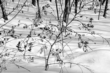 Black and white birch and aspen trees make a natural background texture pattern in forest landscape scene