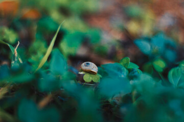 caracol en hojas
