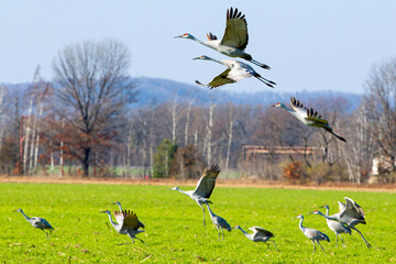 flock of Sandhill Cranes taking flight