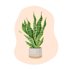 Indoor plant sansevieria in a pot for home, office, premises decor. Illustration isolated on white background. Trendy home decor with plants, urban jungle. Pike tail.