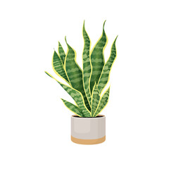 Indoor plant sansevieria in a pot for home, office, premises decor. Illustration isolated on white background. Trendy home decor with plants, urban jungle. Pike tail.