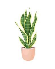 Indoor plant sansevieria in a pot for home, office, premises decor. Illustration isolated on white background. Trendy home decor with plants, urban jungle. Pike tail.