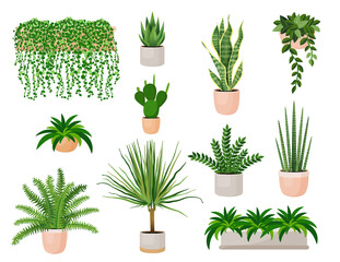 Set of houseplants - cactus, chlorophytum, dracaena,  fern, sansevieria, zamioculcas, succulent, aloe vera. Vector illustration. Trendy home decor and indoors with plants, urban jungle.