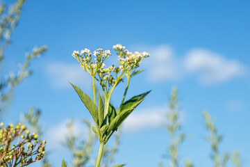 fresh plant valerian flowers Valeriana officinalis . garden valerian, garden heliotrope and all-heal flowers in meadow in summer. medicinal herbs