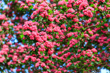 Fototapeta premium Beautiful pink blossom of hawthorn at spring