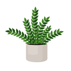 Indoor plant zamioculcas in a pot for interior decor at home, office, indoor use. Vector illustration isolated on white background. Trendy home decor with plants, urban jungle.