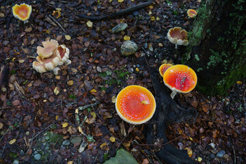 bright orange fungus on forest floor © Brian Scantlebury